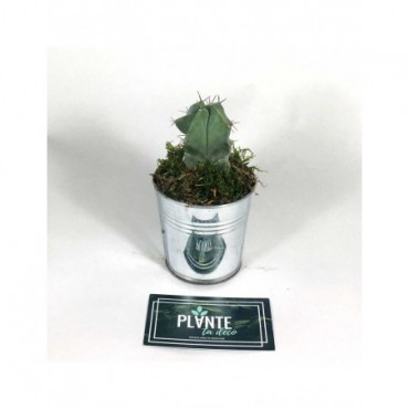 Mini Cactus Myrtillocactus