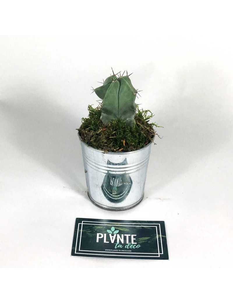 Mini Cactus Myrtillocactus