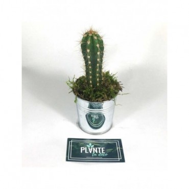 Mini Cactus Pilosocereus