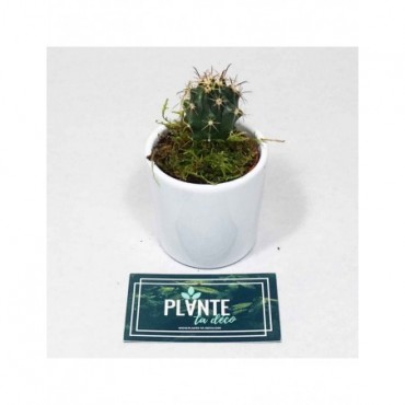 Mini Cactus Platyacanthus