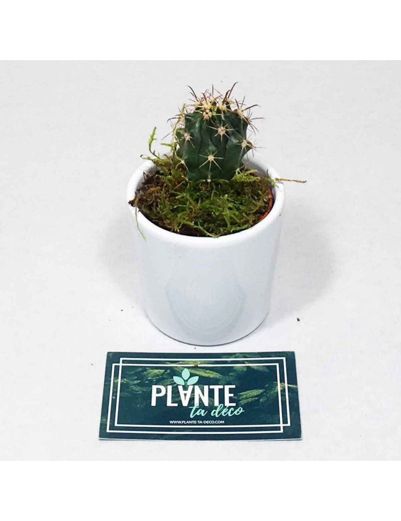 Mini Cactus Platyacanthus