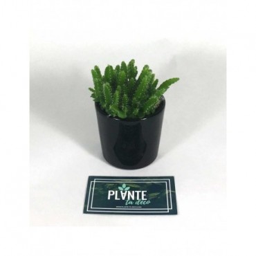 Mini Cactus Cereus