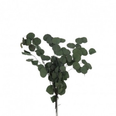 Bouquet Eucalyptus Plat Seche Vert