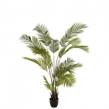 Chrysalidocarpus En Pot Plastique Vert