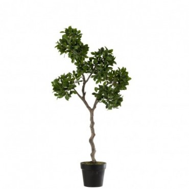 Ficus Arbre En Pot Plastique Vert-Noir L
