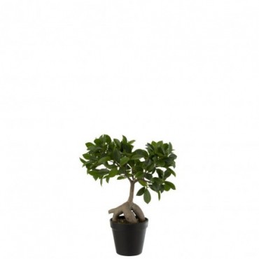 Ficus Arbre En Pot Plastique Vert-Noir S