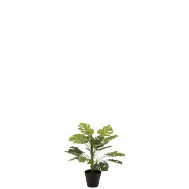 Philodendron En Pot Plastique Vert S