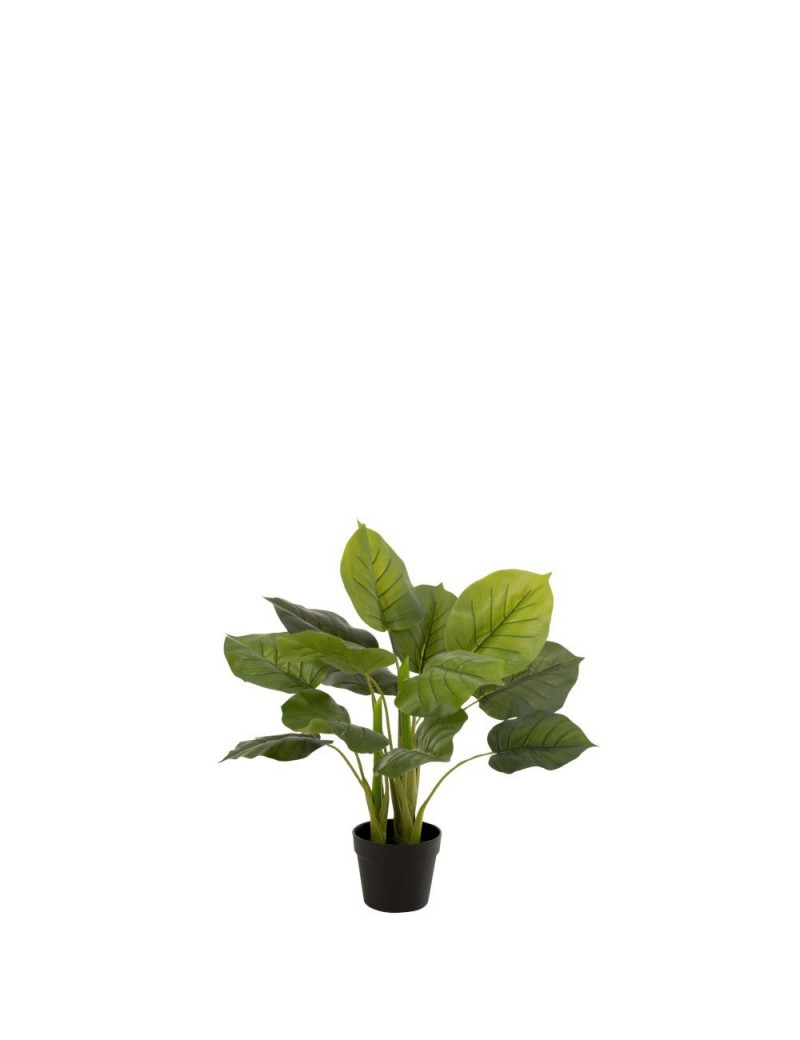 Pothos Plante En Pot Plastique Vert J-line