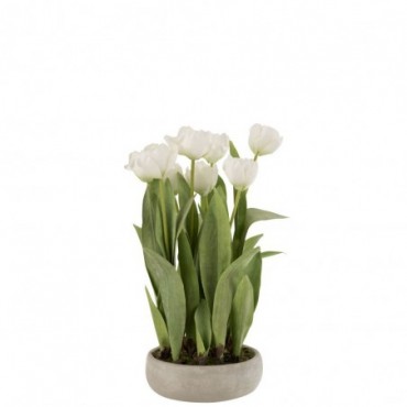 Tulipe + Pot Ciment Gris Plastique Blanc-Vert