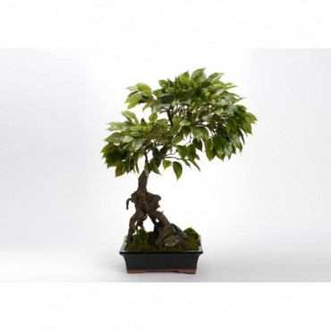 Bonsai Ficus Tachiki H70 Vert