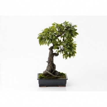Bonsai Ficus Tachiki H90 Vert