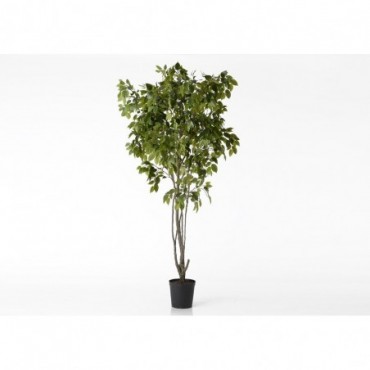 Ficus Benjamina Royal H244 Vert