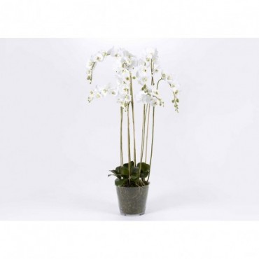 Orchidee Phalae Royale Ver/H135 Blanc