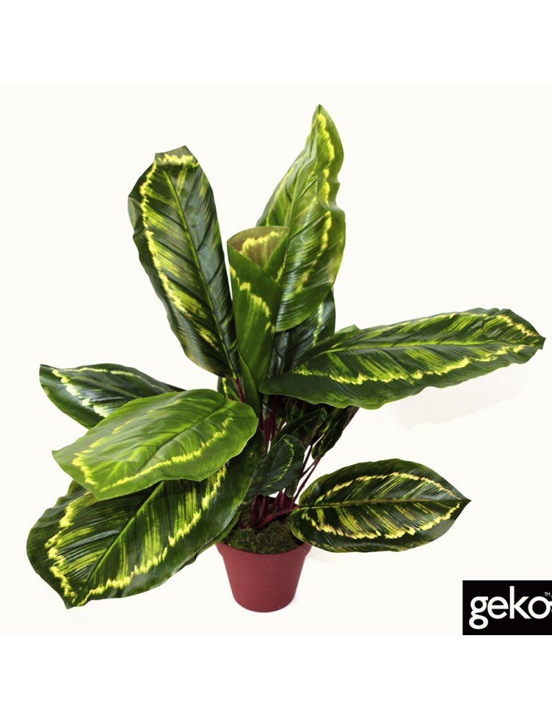 Calathea artificiel 50cm