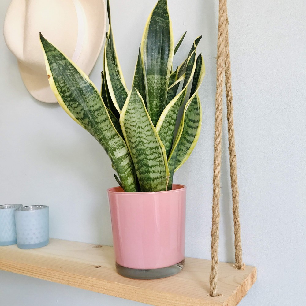 Sansevieria Langue de bellemère Achat sur