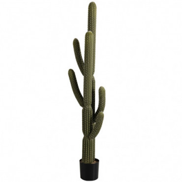 Cactus + Pot Vert/Plastique Noir Extra Large
