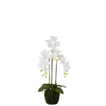 Orchidee Fresh Touch Blanc Moyen