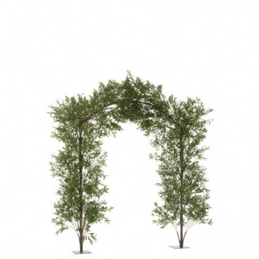 Arche Branches D'Olivier Plastique Vert/Marron