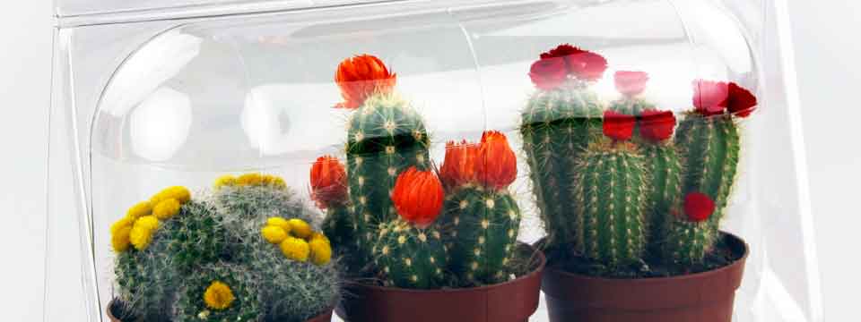 Livraison cactus